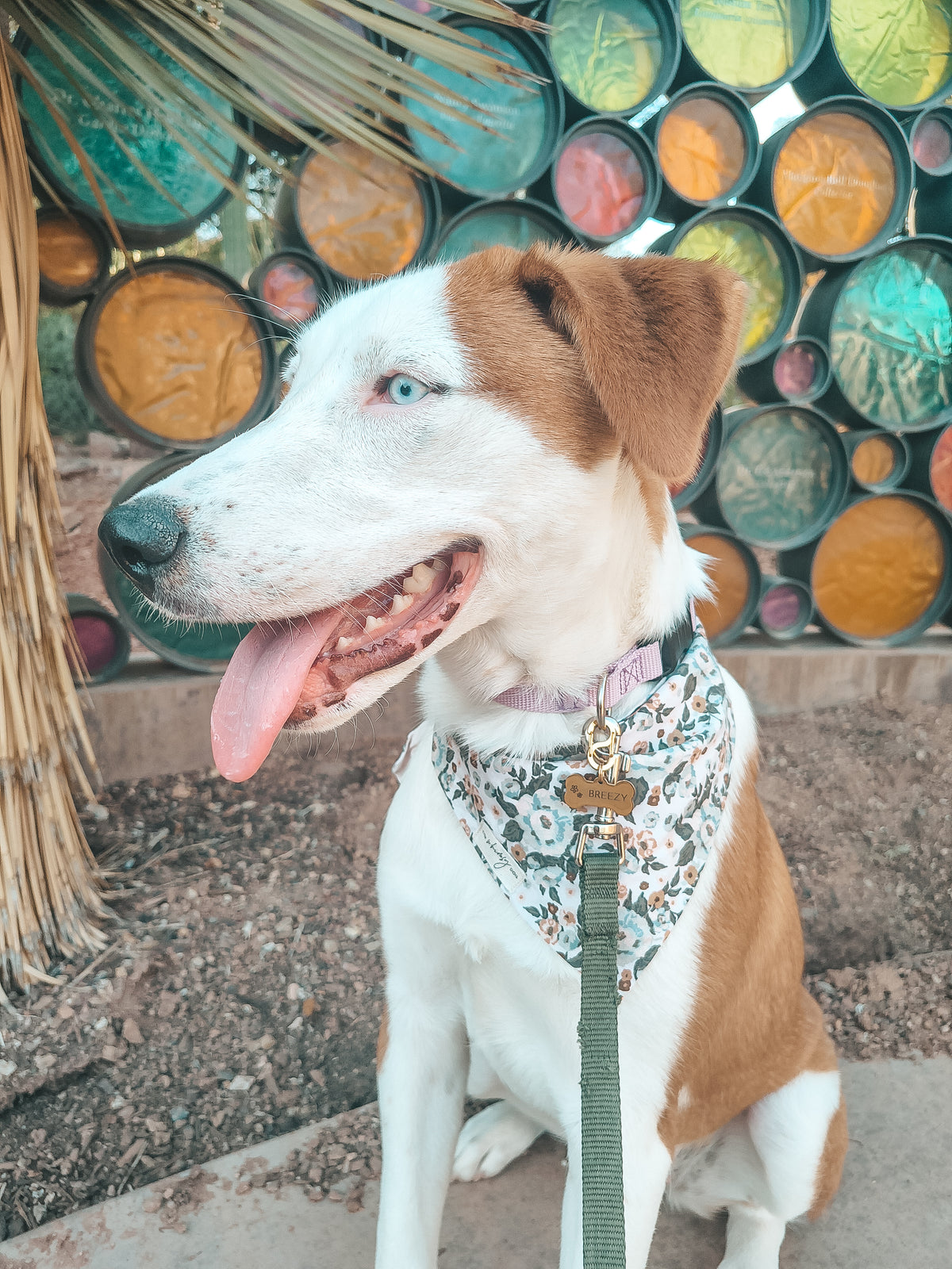 A white and brown dog wearing a floral bandana and green leash sits in front of a colorful barrel wall.